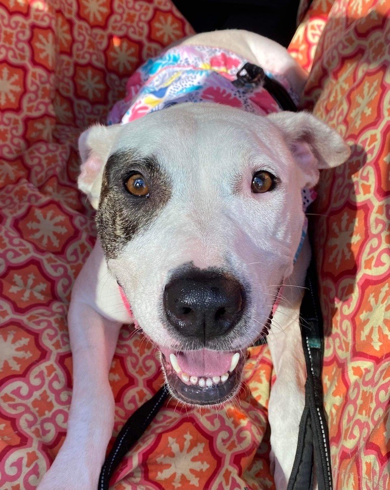 Lolly, an adoptable American Bulldog in Milton, FL, 32583 | Photo Image 3