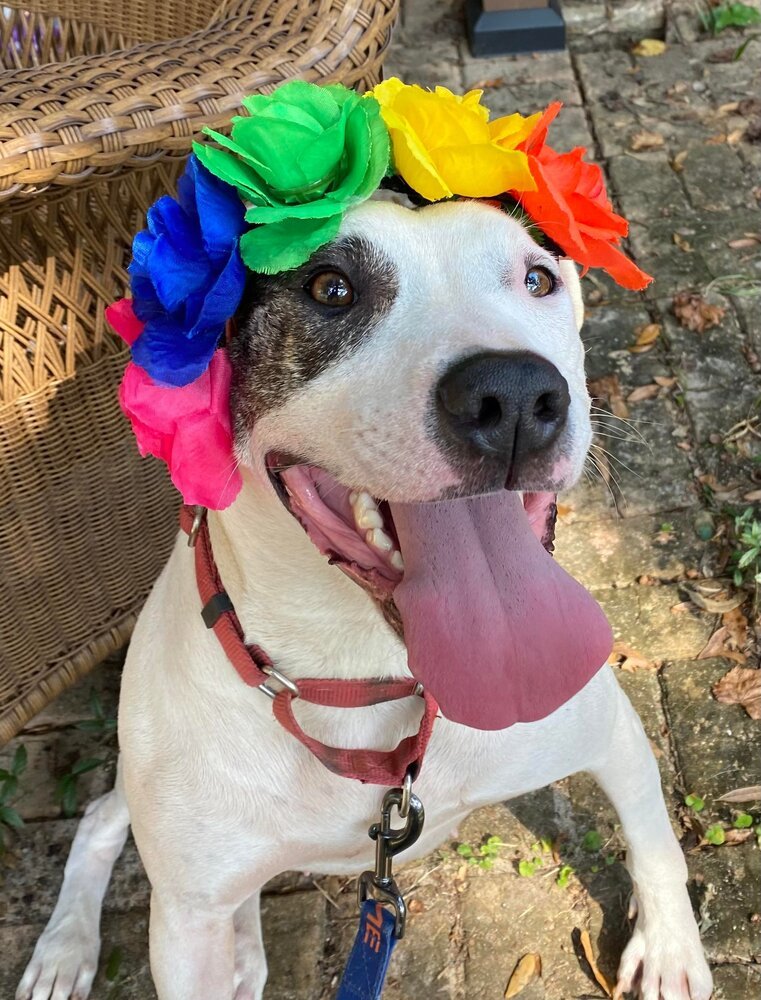 Lolly, an adoptable American Bulldog in Milton, FL, 32583 | Photo Image 4