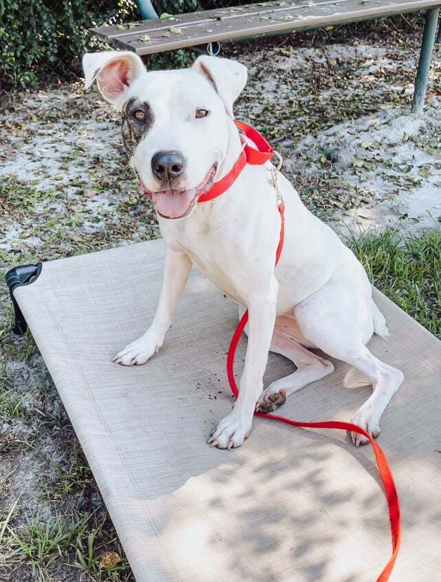 Lolly, an adoptable American Bulldog in Milton, FL, 32583 | Photo Image 5