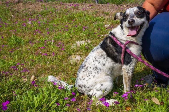 Banditas, an adoptable Terrier in Fulton, TX_image-1