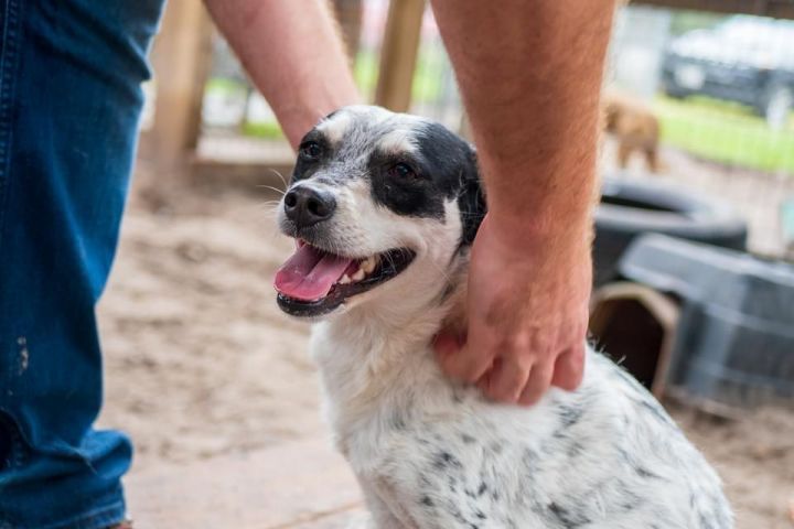 Banditas, an adoptable Terrier in Fulton, TX_image-4