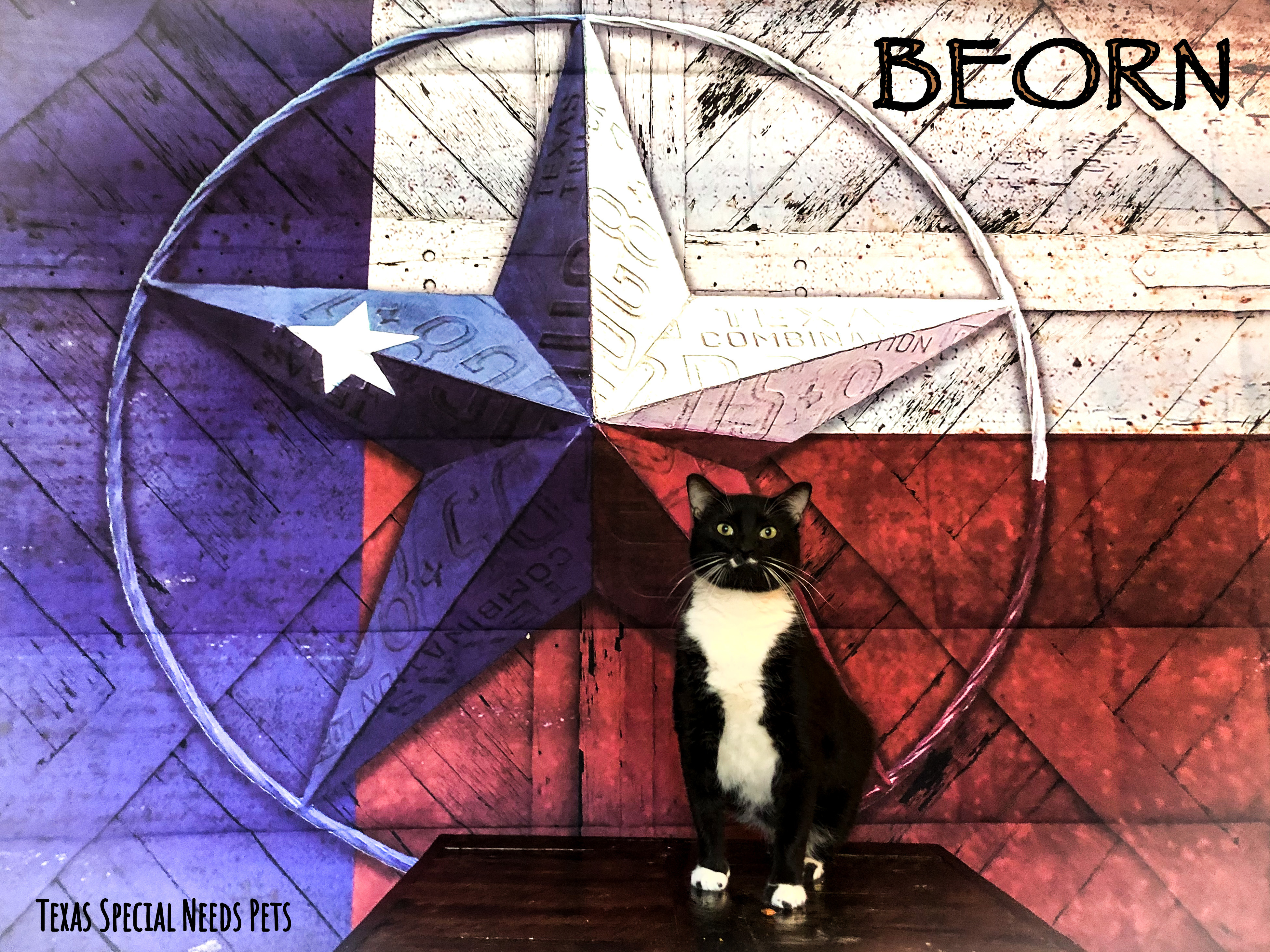 Beorn, an adoptable Domestic Short Hair, Manx in San marcos, TX, 78666 | Photo Image 1