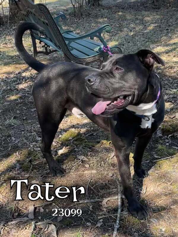 Tater, an adoptable Pit Bull Terrier Mix in Oak Ridge, TN_image-2