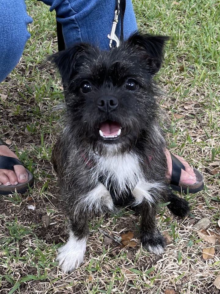 Lilly, an adoptable Yorkshire Terrier & Pug Mix in Austin, TX_image-5