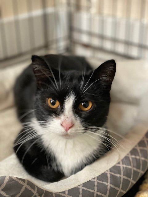 Lizzy, an adoptable Domestic Short Hair in Brainardsville, NY, 12915 | Photo Image 1