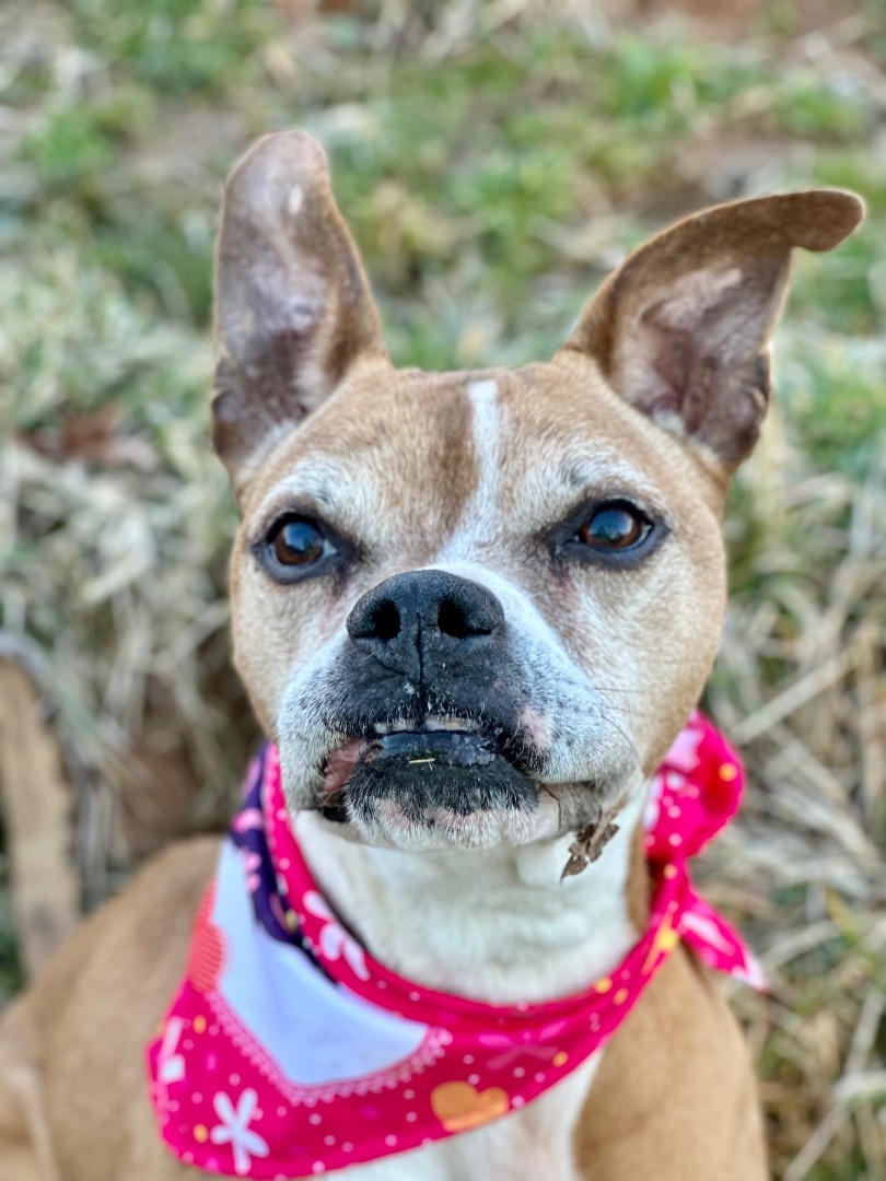 Spunky, an adoptable Boxer in Bakersville, NC, 28705 | Photo Image 2