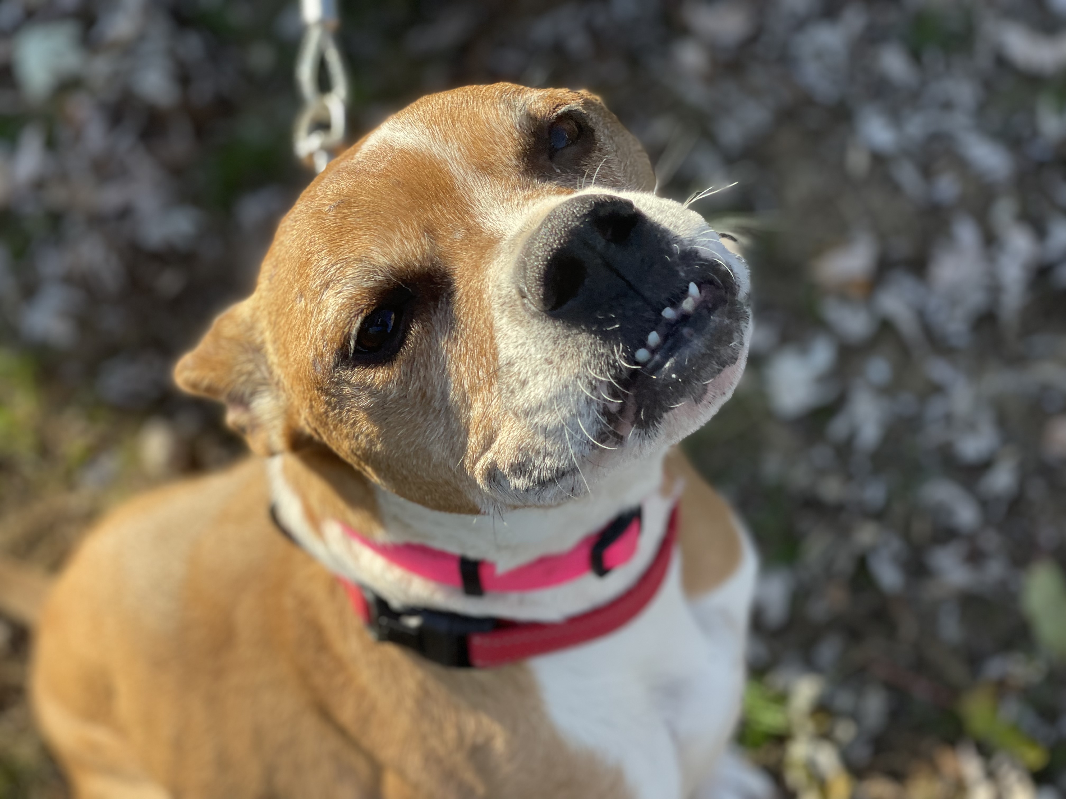 Spunky, an adoptable Boxer in Bakersville, NC, 28705 | Photo Image 1