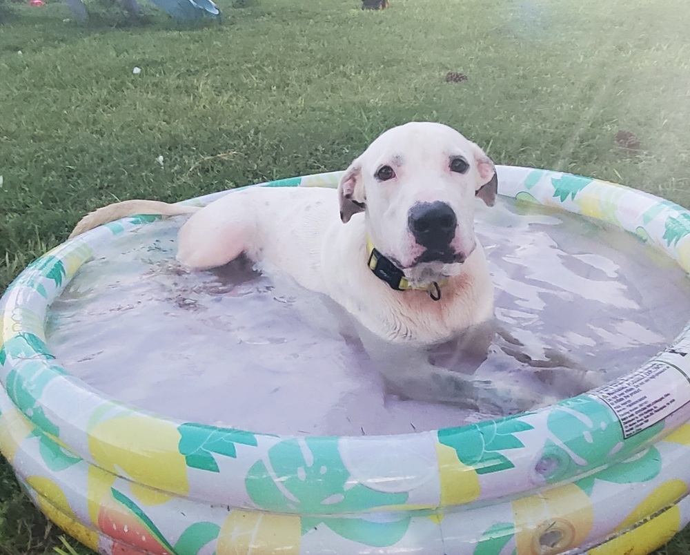 Marshmallow, an adoptable American Bulldog in Sebring, FL, 33870 | Photo Image 1