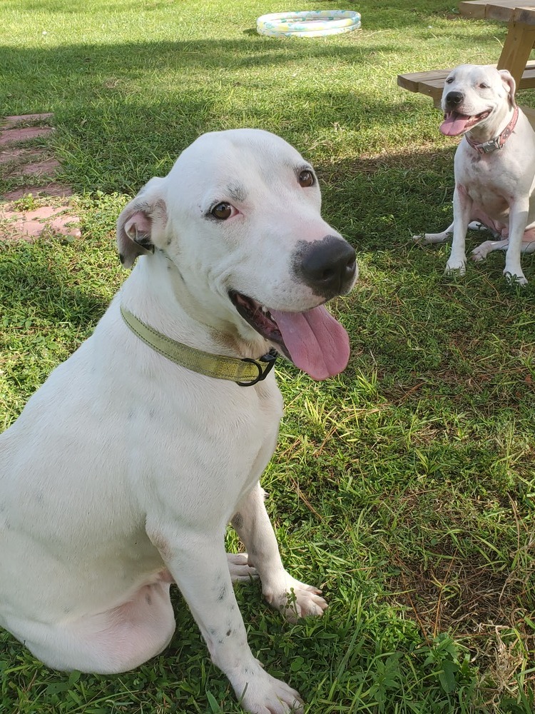 Marshmallow, an adoptable American Bulldog in Sebring, FL, 33870 | Photo Image 1