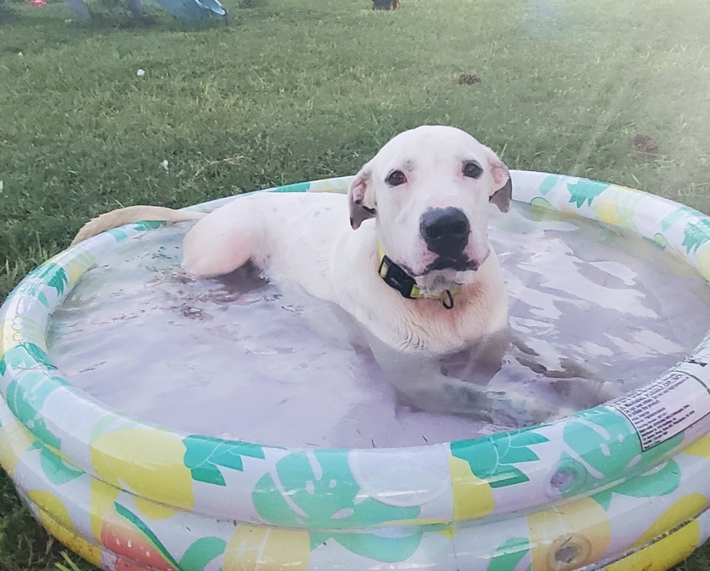 Marshmallow, an adoptable American Bulldog in Sebring, FL, 33870 | Photo Image 2