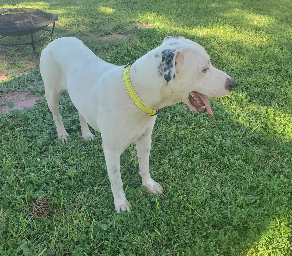 Marshmallow, an adoptable American Bulldog in Sebring, FL, 33870 | Photo Image 3