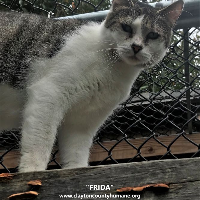 Cat for adoption Frida, a Tabby & Domestic Short Hair Mix in