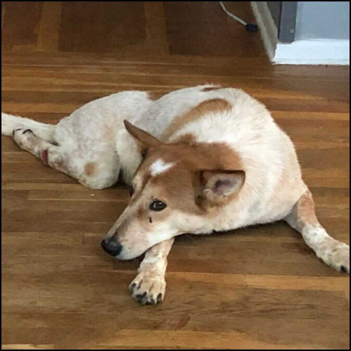 Max, an adoptable Canaan Dog in Bayside, NY_image-4
