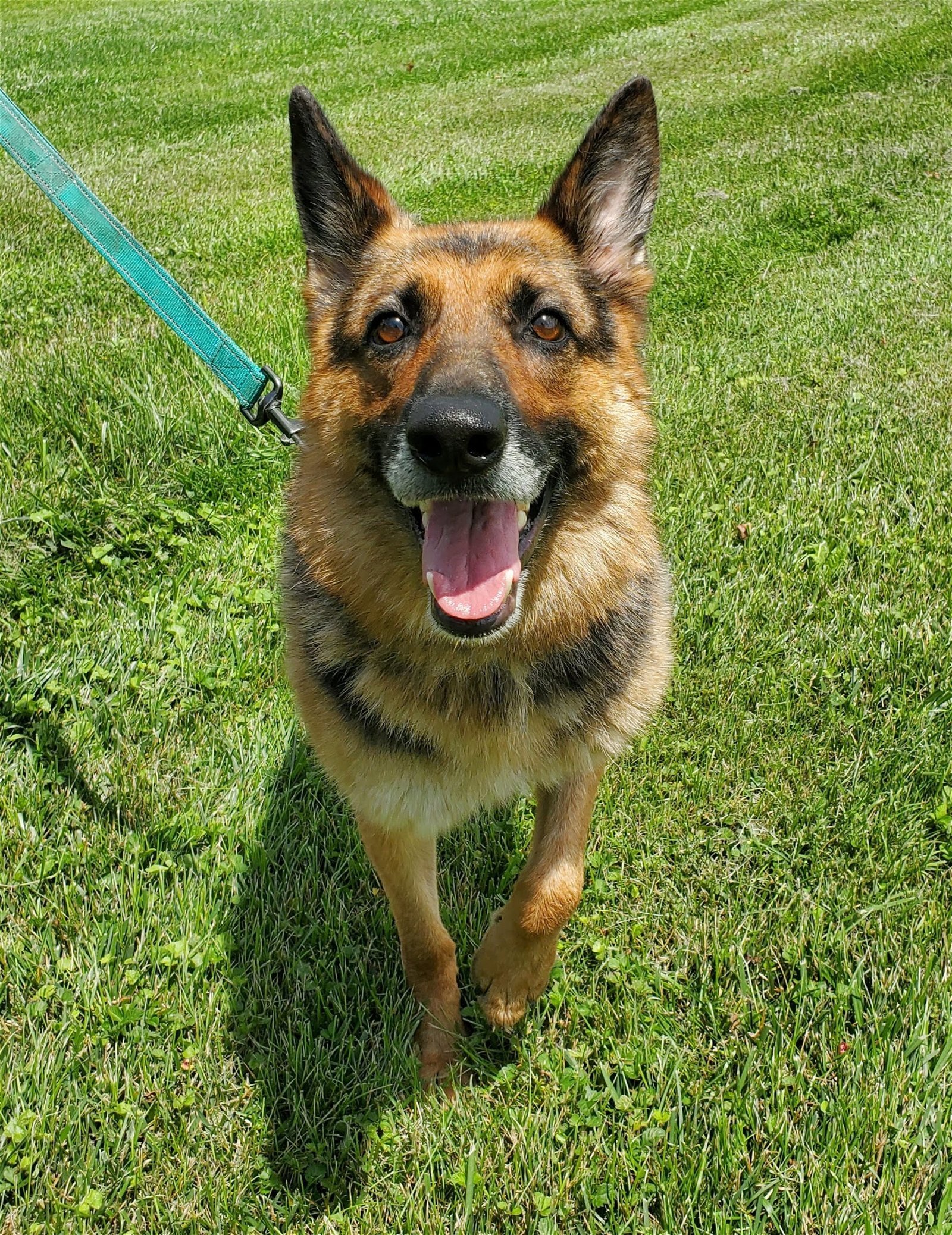 Oma, an adoptable German Shepherd Dog in Louisville, KY, 40243 | Photo Image 2