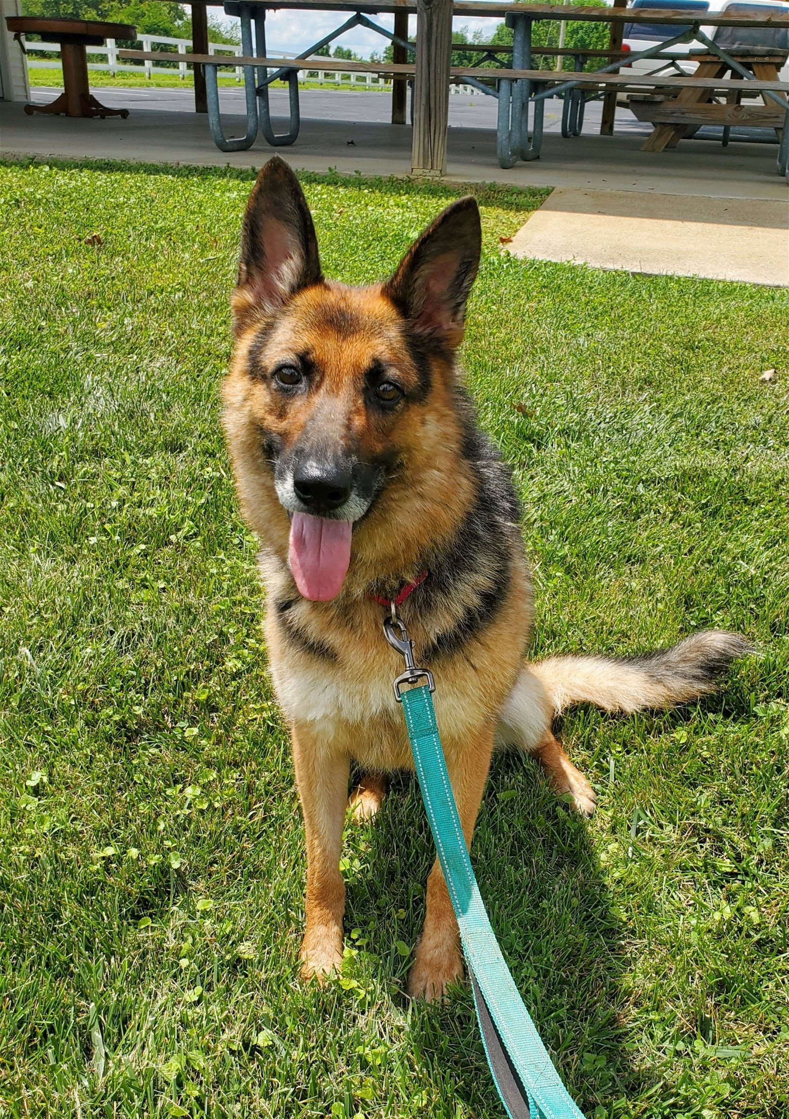 Oma, an adoptable German Shepherd Dog in Louisville, KY, 40243 | Photo Image 3