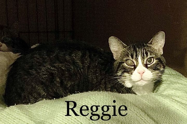 Reggie 2