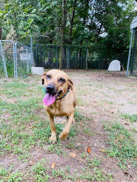 Paw Paw, an adoptable Hound & Terrier Mix in Conway, SC_image-3