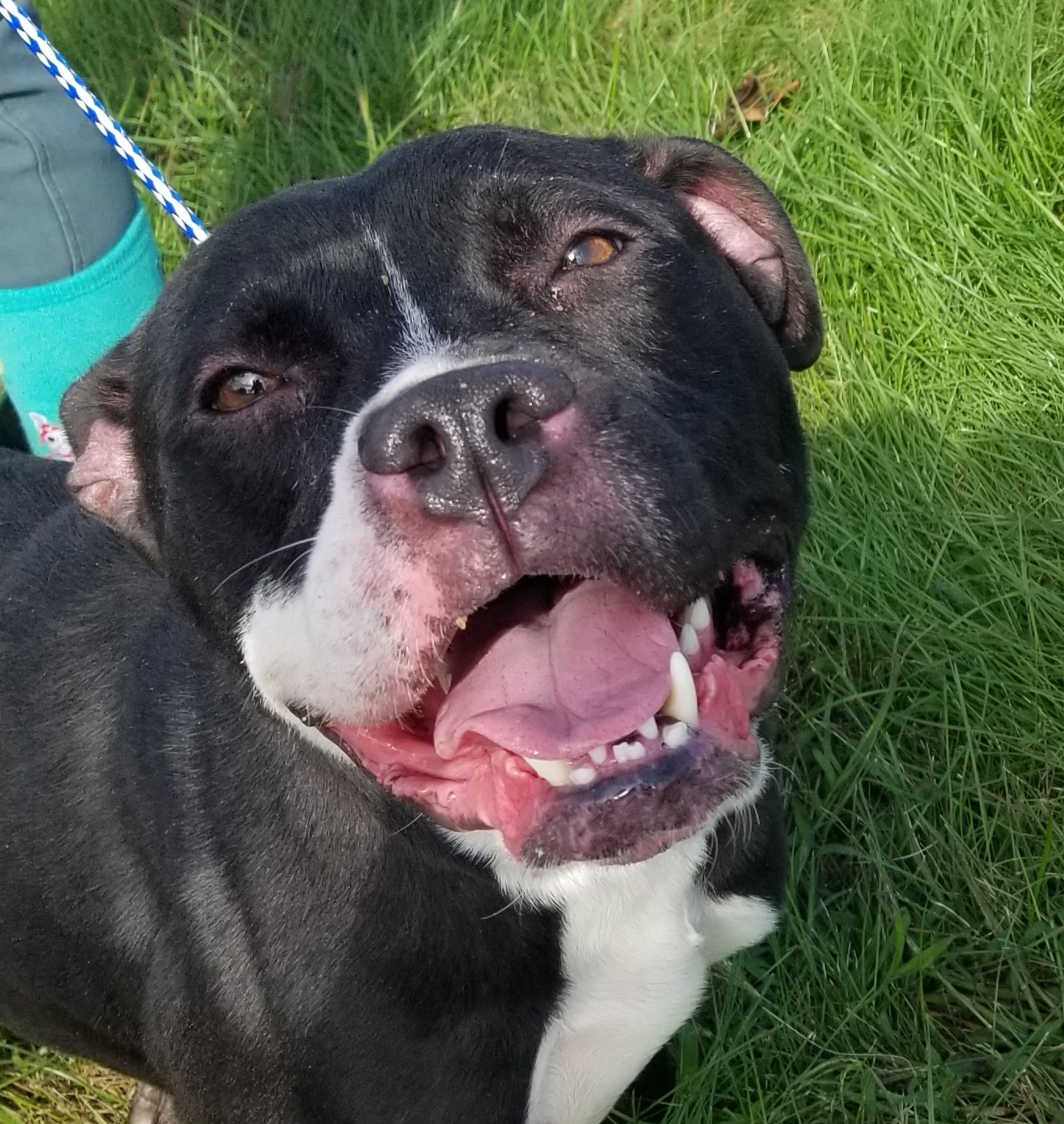 Laila, an adoptable Boxer, Pit Bull Terrier in Liberty Center, OH, 43532 | Photo Image 1