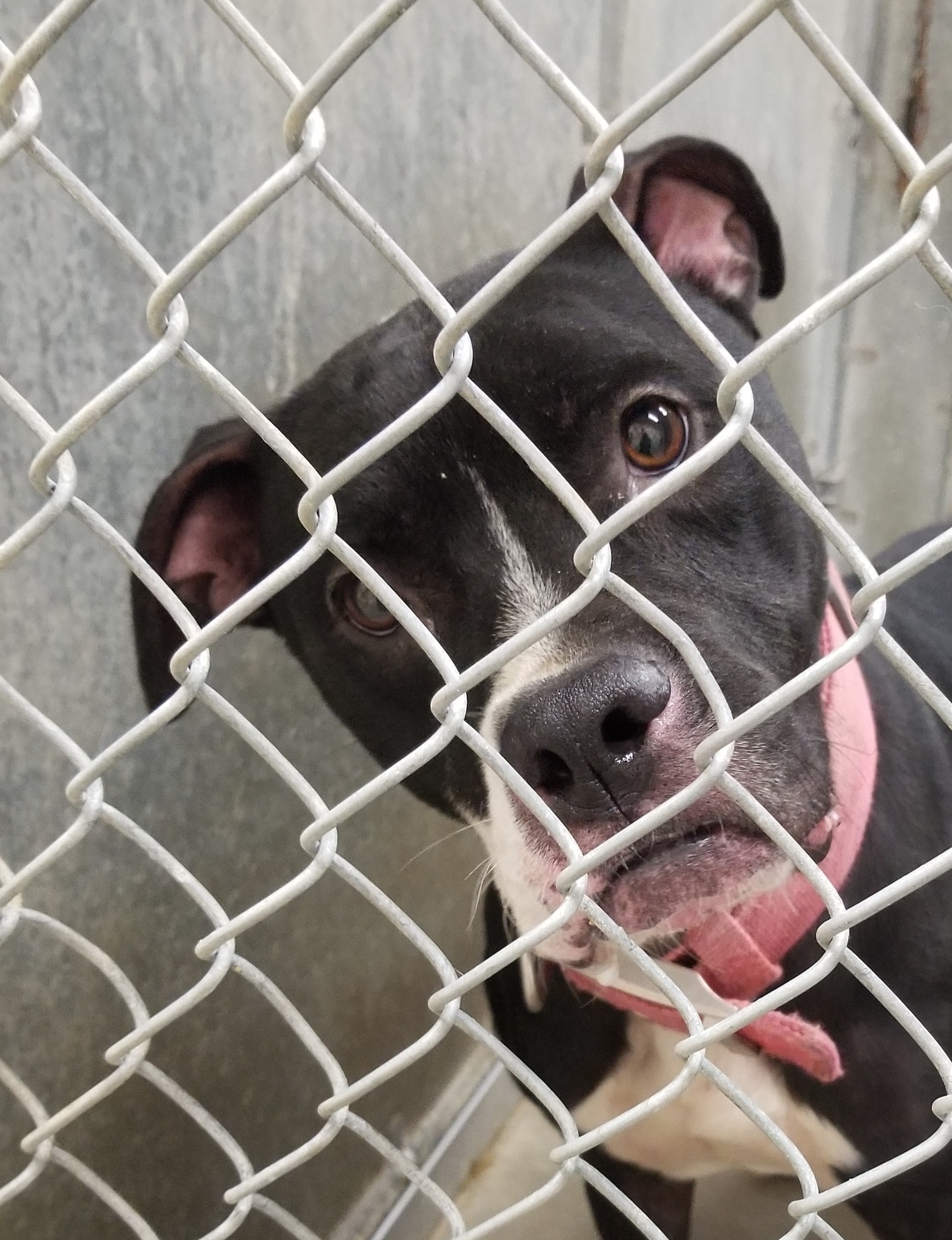 Laila, an adoptable Boxer, Pit Bull Terrier in Liberty Center, OH, 43532 | Photo Image 2