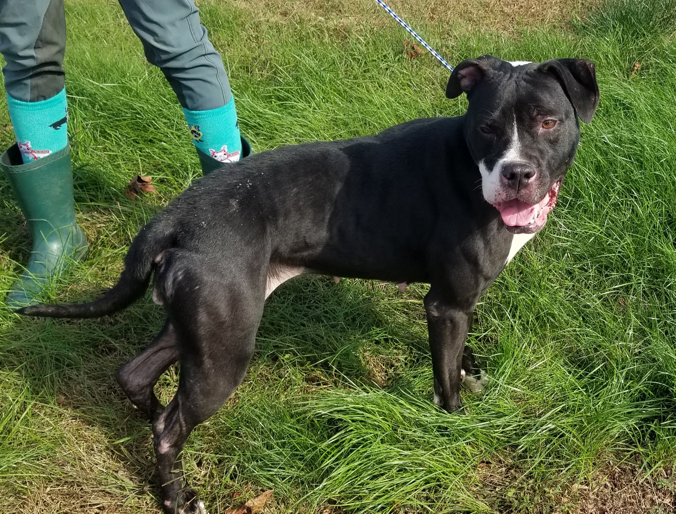 Laila, an adoptable Boxer, Pit Bull Terrier in Liberty Center, OH, 43532 | Photo Image 3