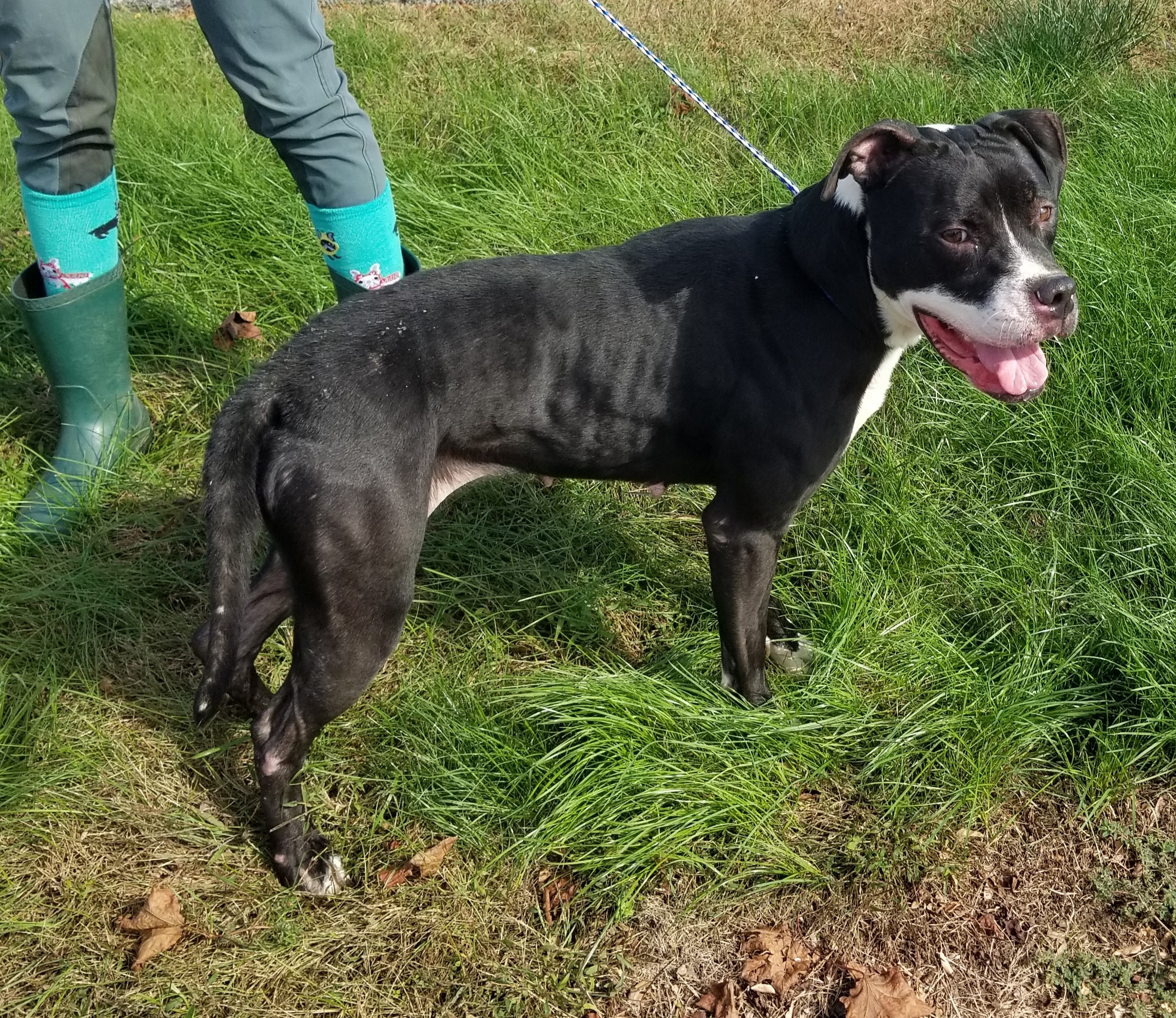 Laila, an adoptable Boxer, Pit Bull Terrier in Liberty Center, OH, 43532 | Photo Image 4