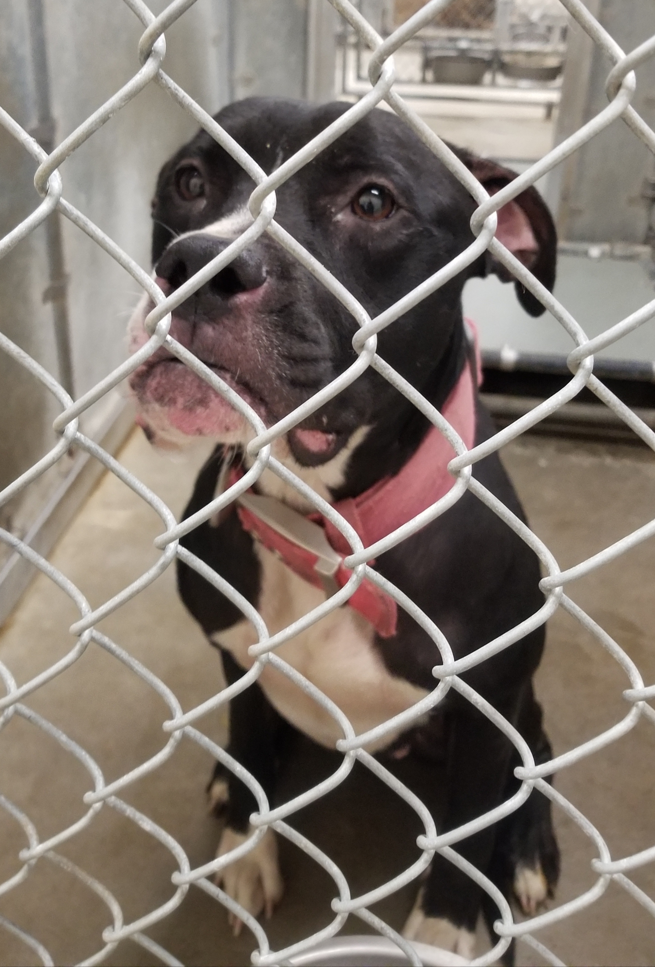 Laila, an adoptable Boxer, Pit Bull Terrier in Liberty Center, OH, 43532 | Photo Image 5