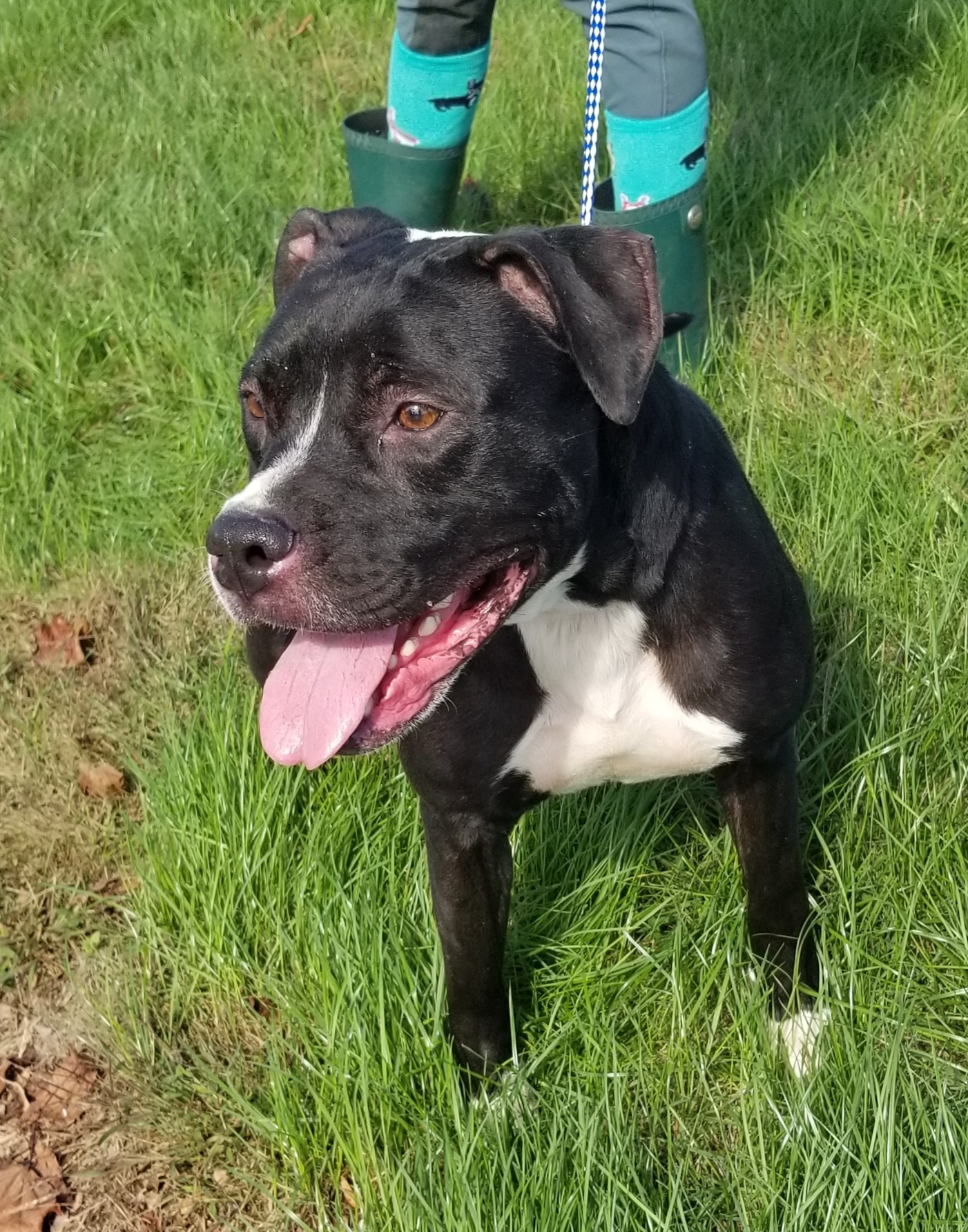 Laila, an adoptable Boxer, Pit Bull Terrier in Liberty Center, OH, 43532 | Photo Image 6