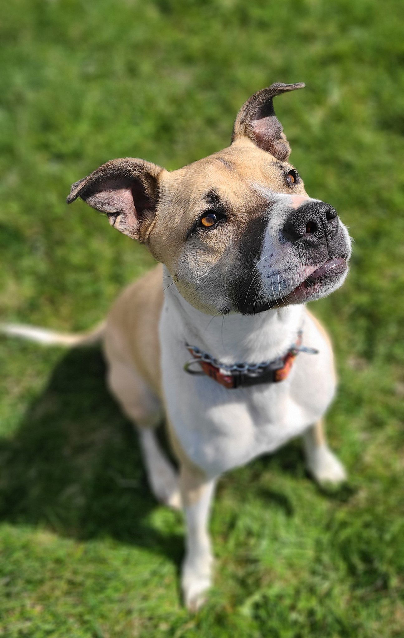 Evie, an adoptable Mixed Breed in Shelburne, VT, 05482 | Photo Image 1