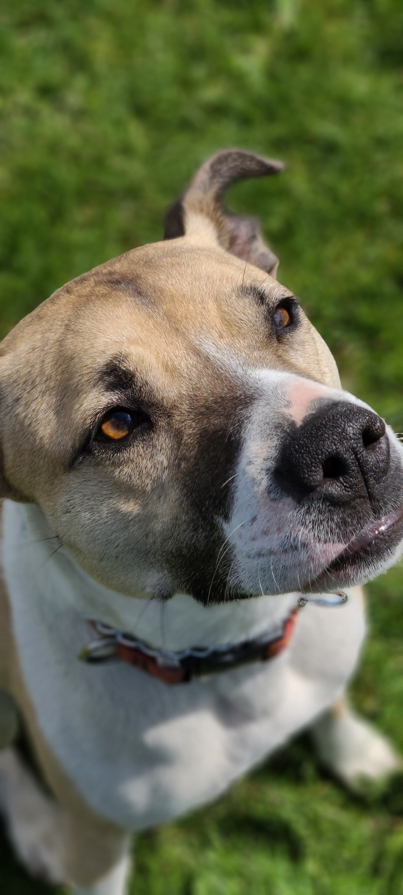 Evie, an adoptable Mixed Breed in Shelburne, VT, 05482 | Photo Image 2