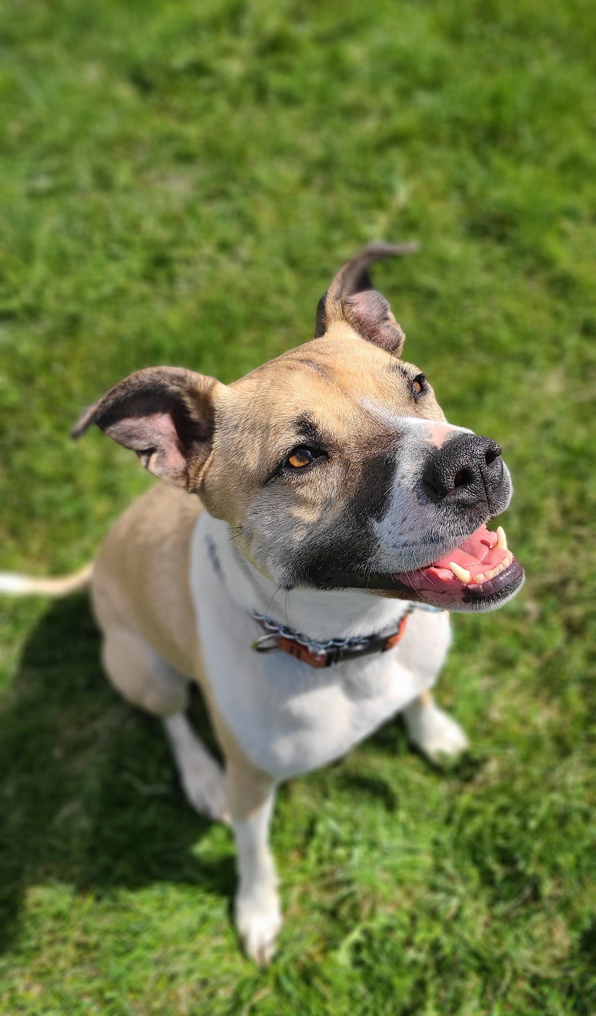 Evie, an adoptable Mixed Breed in Shelburne, VT, 05482 | Photo Image 3