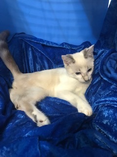 Kaiden, an adoptable Siamese, Ragdoll in Gainesville, FL, 32614 | Photo Image 2