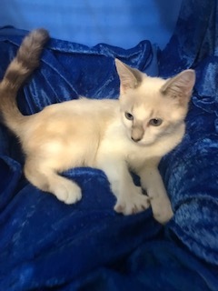 Kaiden, an adoptable Siamese, Ragdoll in Gainesville, FL, 32614 | Photo Image 3