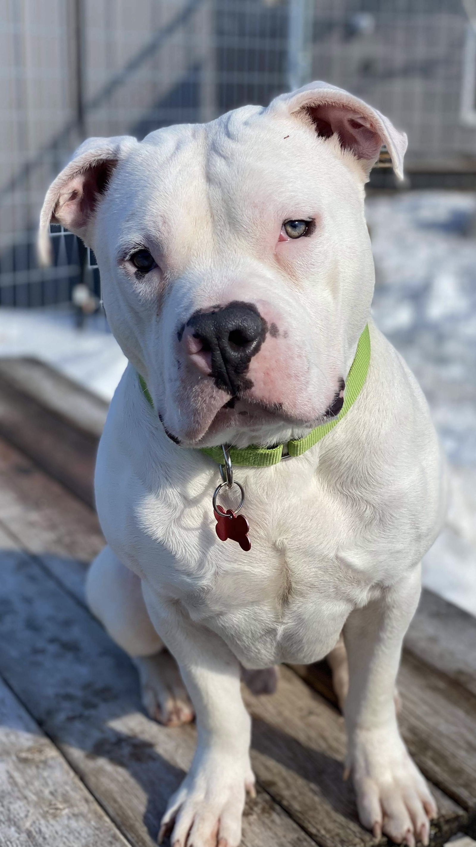 Hoagie, an adoptable American Bulldog in Cedar Rapids, IA, 52405 | Photo Image 1