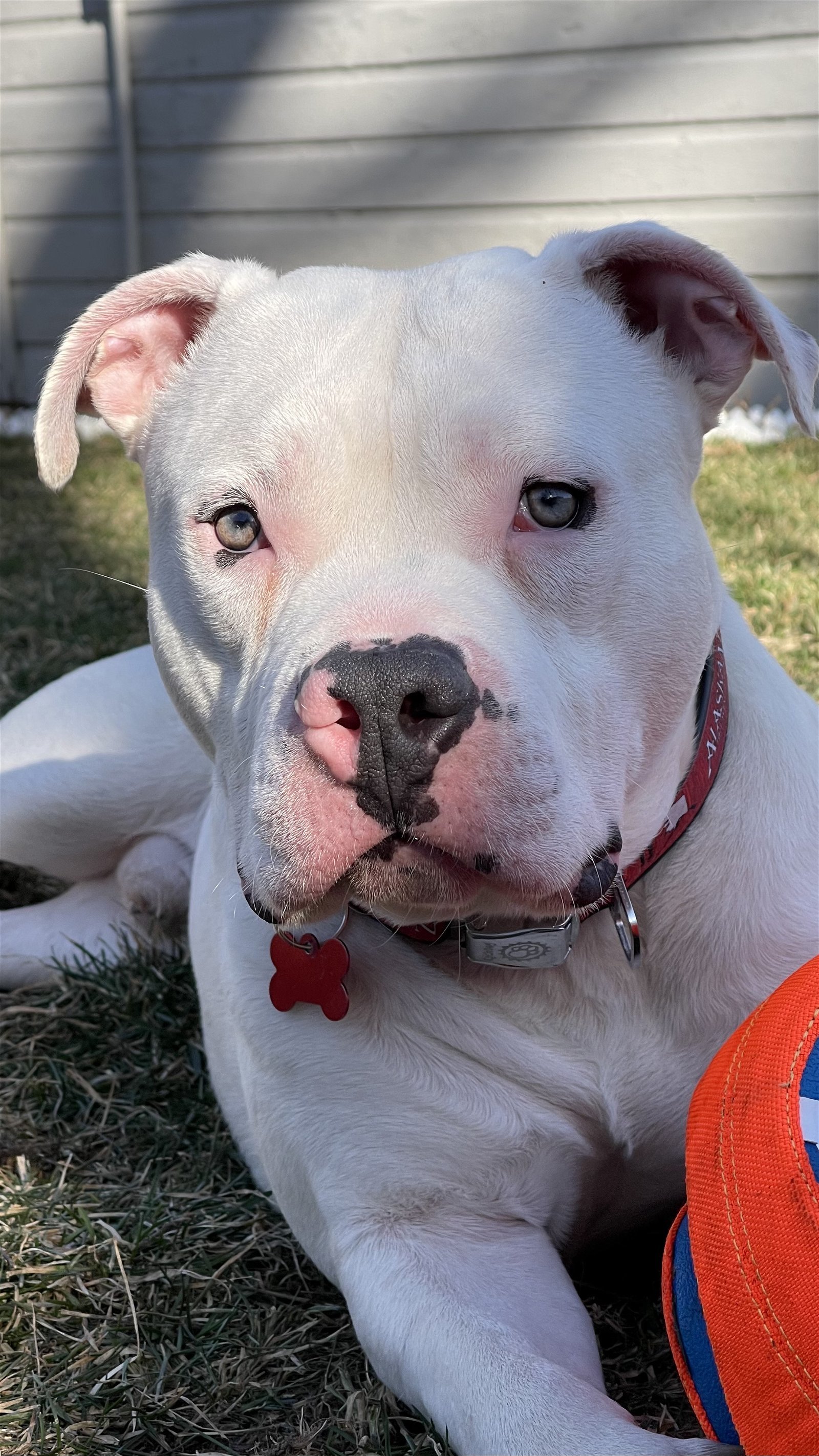 Hoagie, an adoptable American Bulldog in Cedar Rapids, IA, 52405 | Photo Image 2
