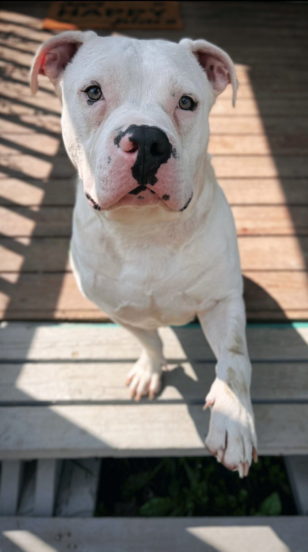 Hoagie, an adoptable American Bulldog in Cedar Rapids, IA, 52405 | Photo Image 3