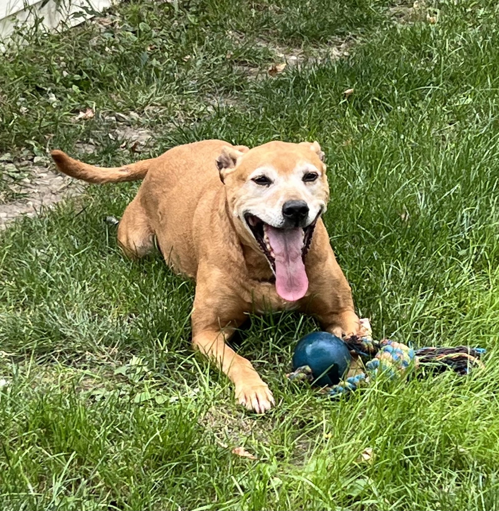 GINGER, an adoptable Labrador Retriever, Pit Bull Terrier in Amherst, OH, 44001 | Photo Image 1