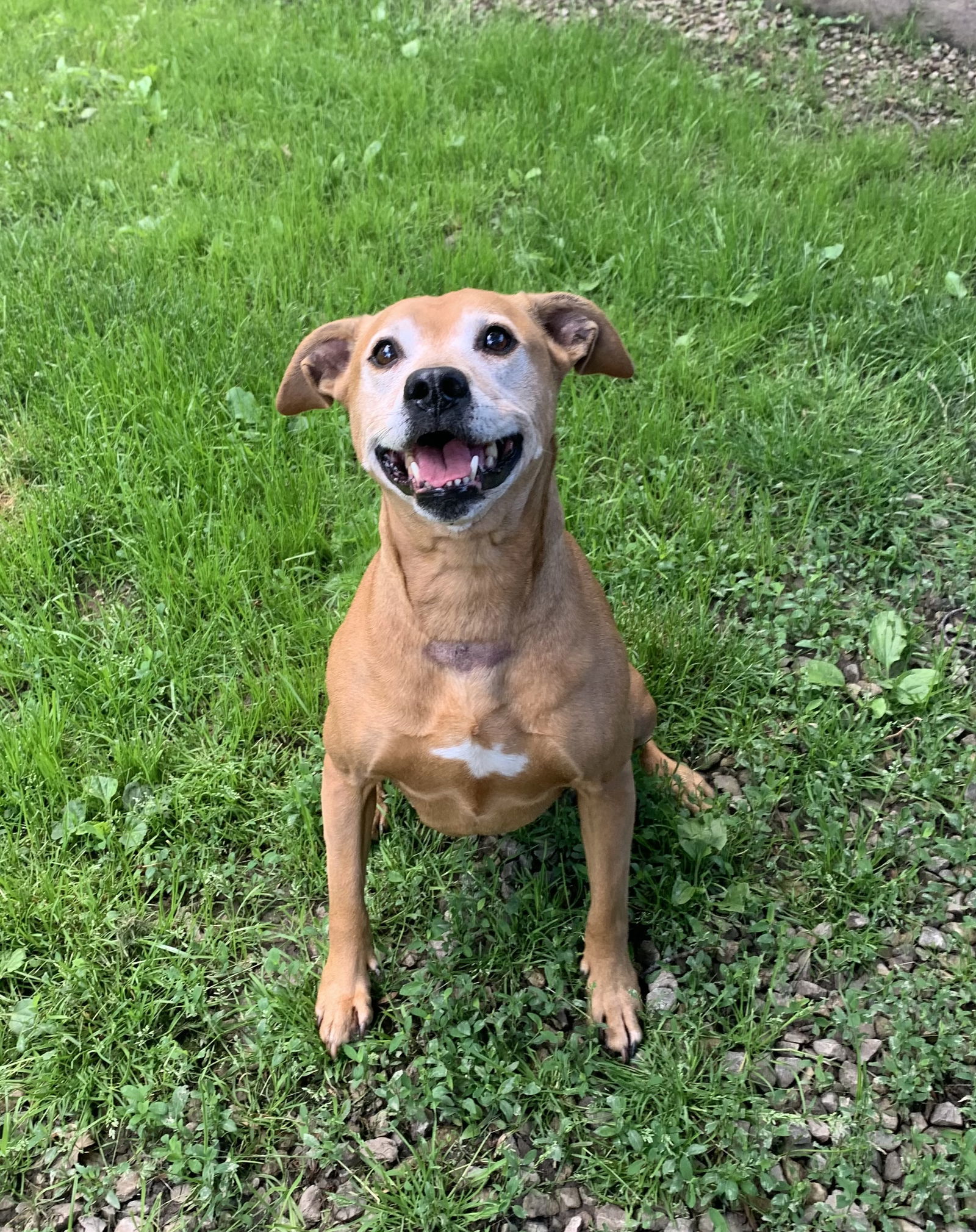 GINGER, an adoptable Labrador Retriever, Pit Bull Terrier in Amherst, OH, 44001 | Photo Image 2