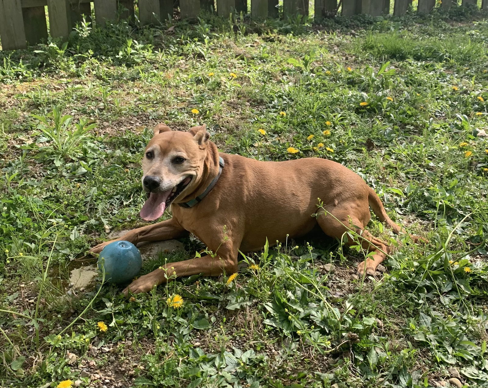 GINGER, an adoptable Labrador Retriever, Pit Bull Terrier in Amherst, OH, 44001 | Photo Image 3