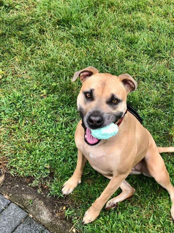 Cur sales mastiff mix