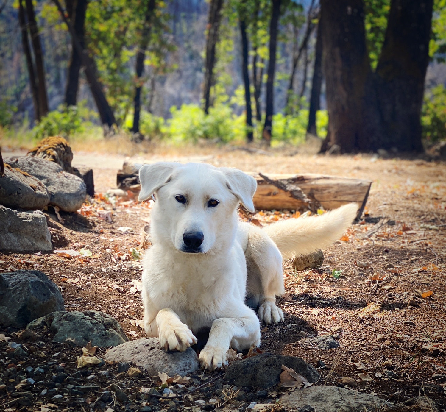 Axel, an adoptable Akbash in Lakehead, CA, 96051 | Photo Image 1
