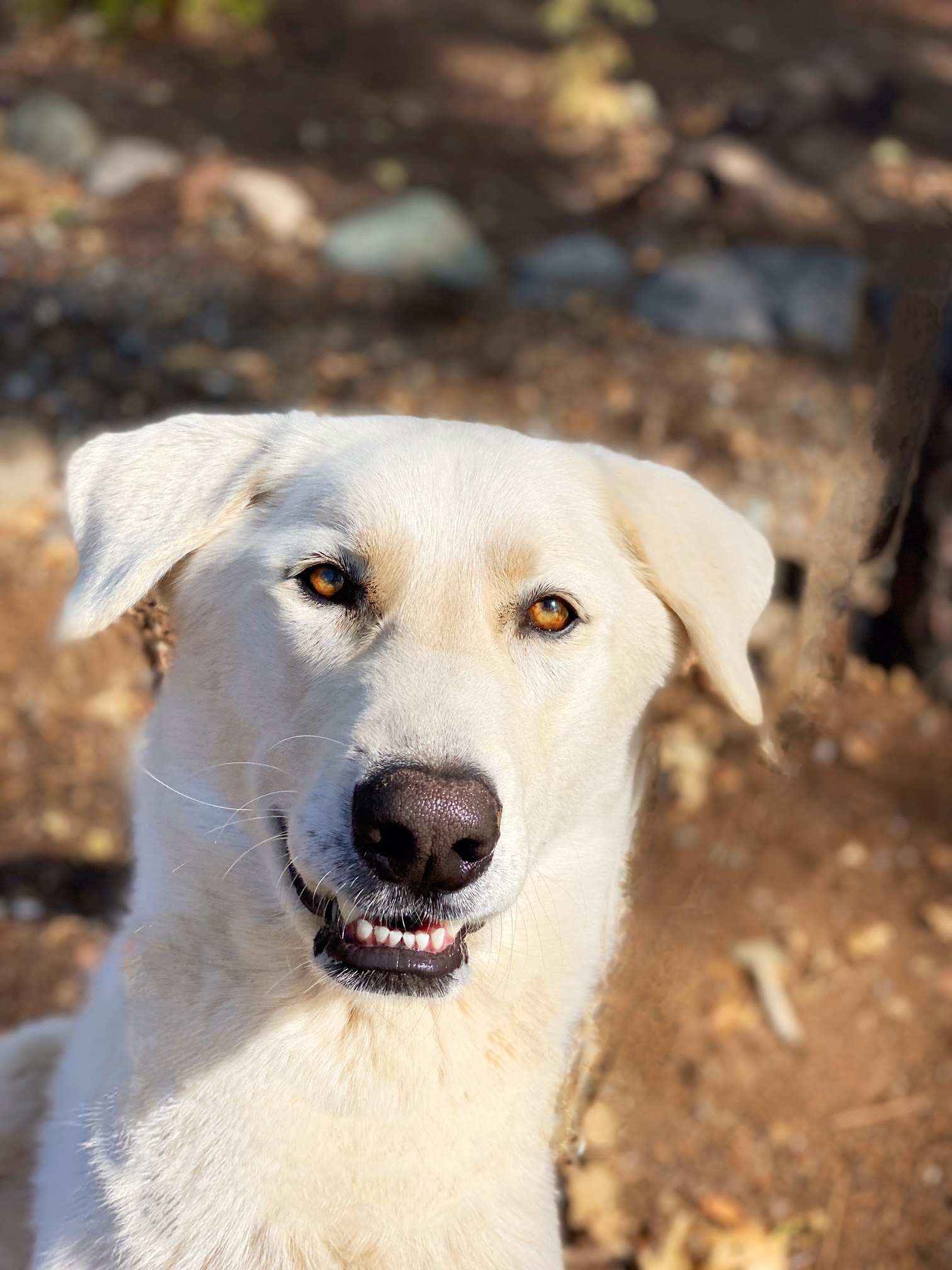 Axel, an adoptable Akbash in Lakehead, CA, 96051 | Photo Image 2