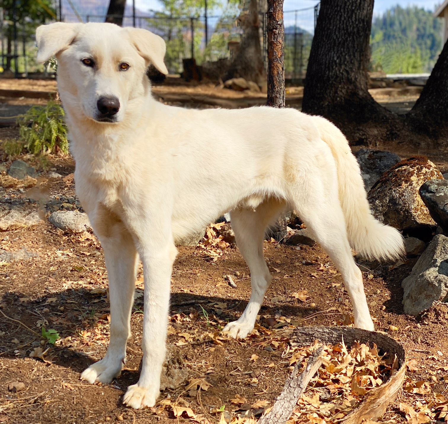 Axel, an adoptable Akbash in Lakehead, CA, 96051 | Photo Image 3