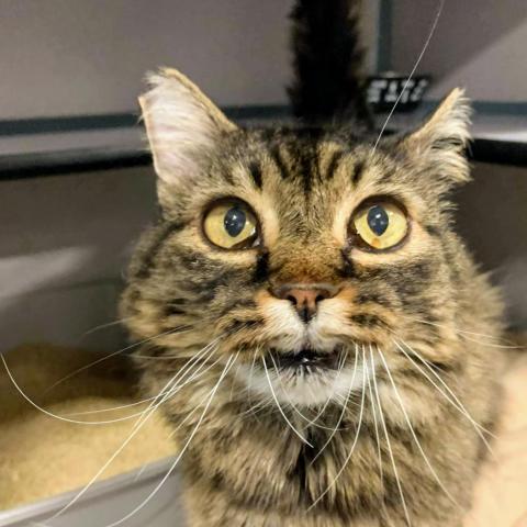 Tobias, an adoptable Domestic Long Hair in Sheridan, WY, 82801 | Photo Image 1