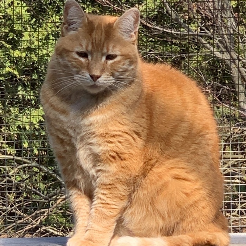 Marmalade (bonded with Pawsie), an adoptable Domestic Short Hair in East Garafraxa, ON, L9W 7J1 | Photo Image 4