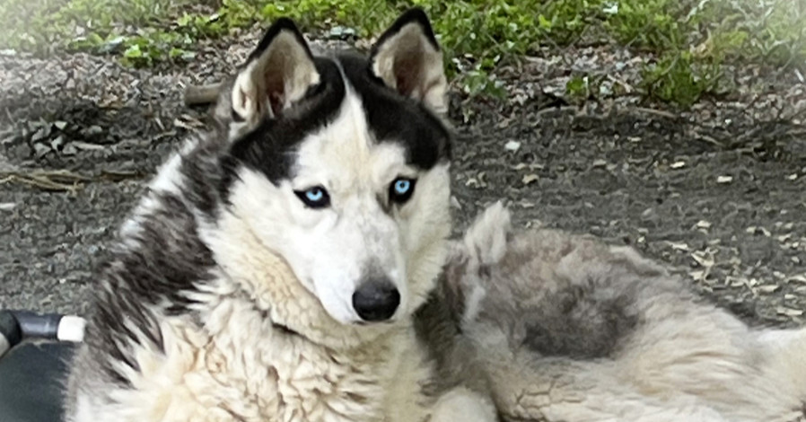 Boomer, an adoptable Siberian Husky in Snow Camp, NC, 27349 | Photo Image 1
