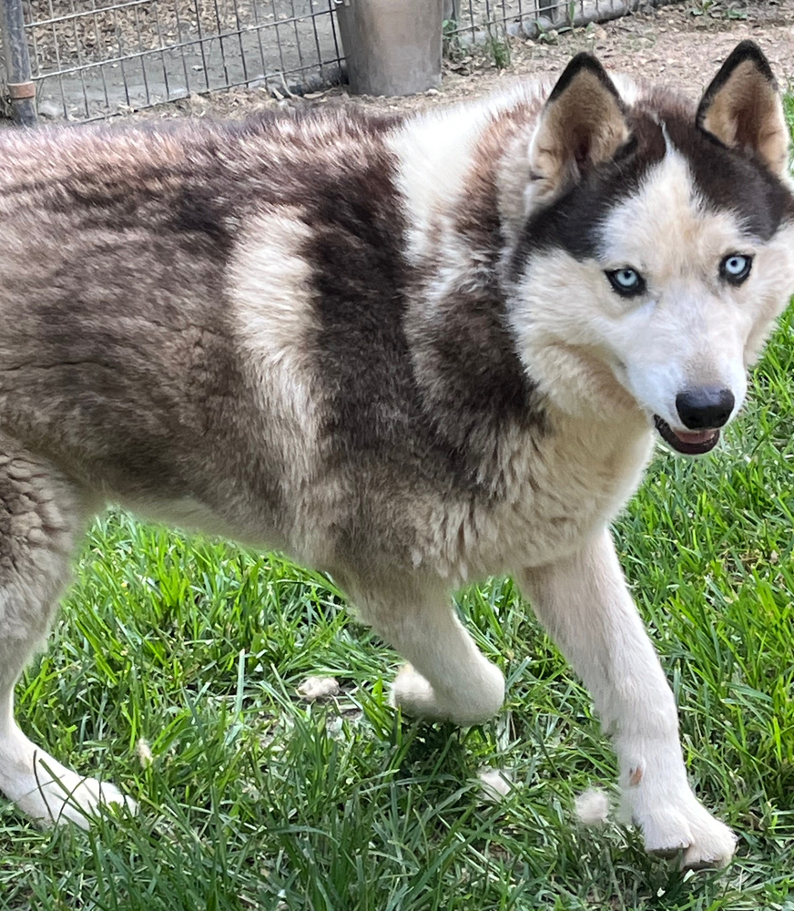 Boomer, an adoptable Siberian Husky in Snow Camp, NC, 27349 | Photo Image 2