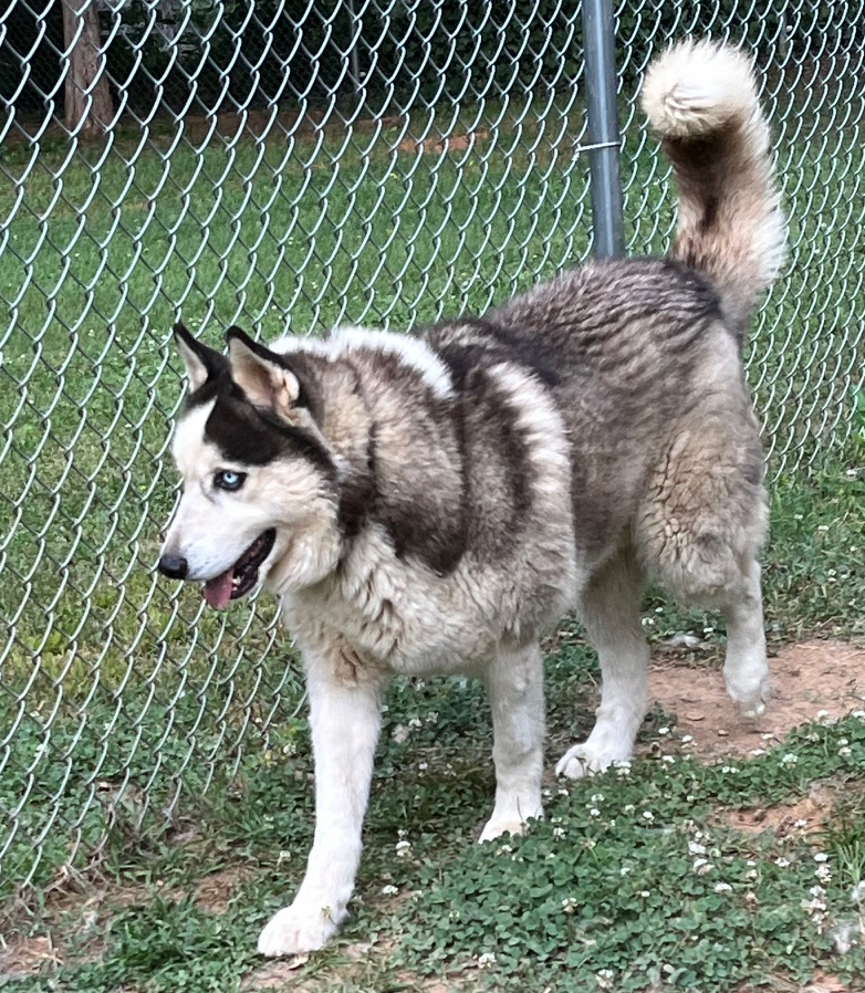 Boomer, an adoptable Siberian Husky in Snow Camp, NC, 27349 | Photo Image 3