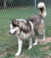 Boomer photo 3