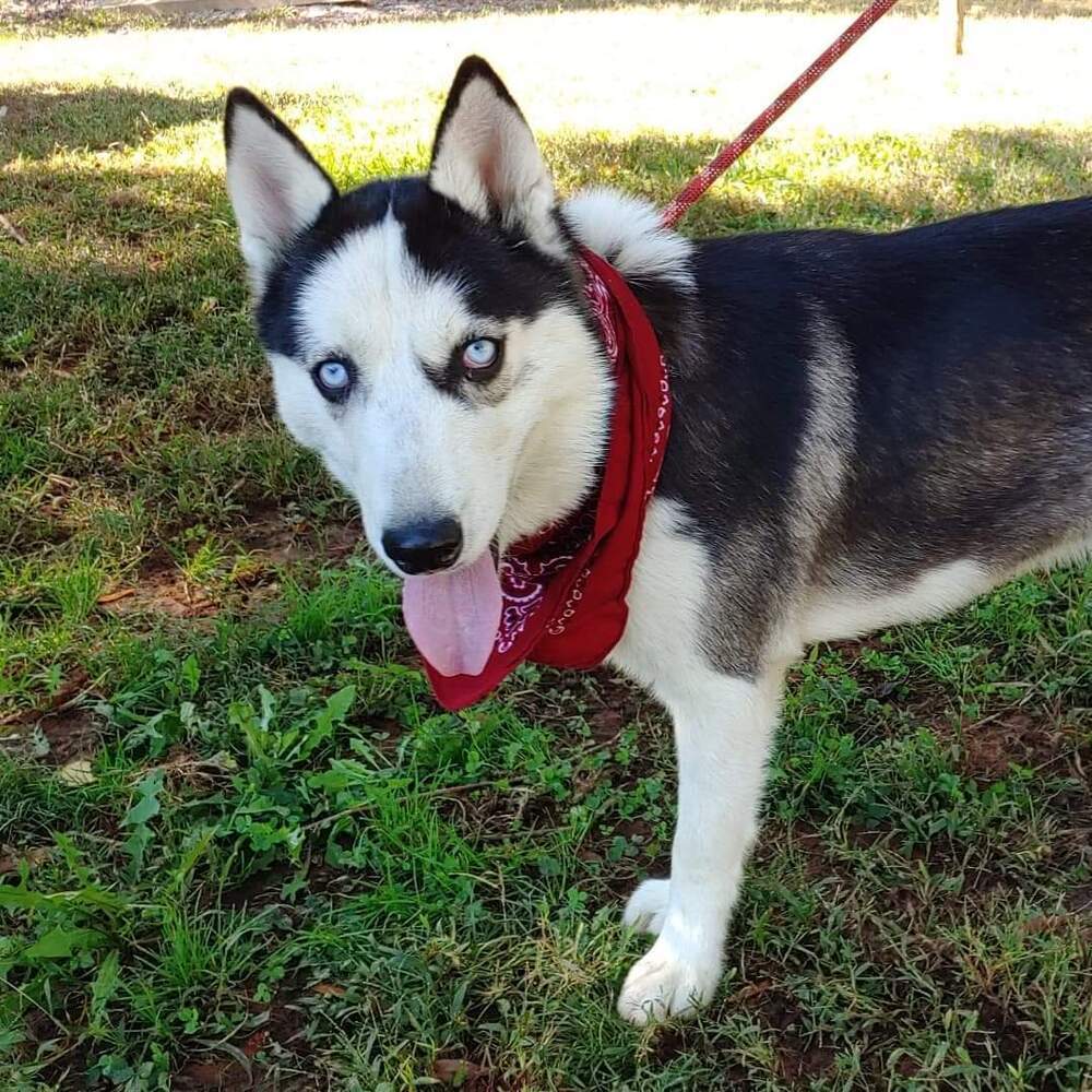 Boomer, an adoptable Siberian Husky in Snow Camp, NC, 27349 | Photo Image 4