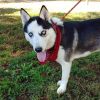 Boomer photo 4